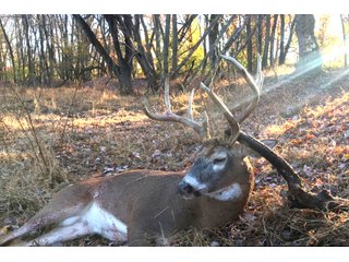 Shot in the area of Tracts 2 & 3 - LAND AUCTION - 1,682+/- ACRES OFFERED IN 17 TRACTS IN LEWIS & GREENUP COUNTIES, KENTUCKY